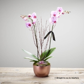 Deluxe Orchid Arrangement