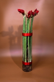 2.Christmas cylinder of amaryllis