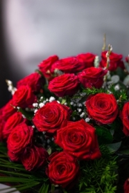 24 Luxury Roses