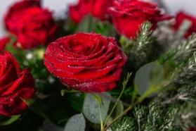 Half Dozen Roses